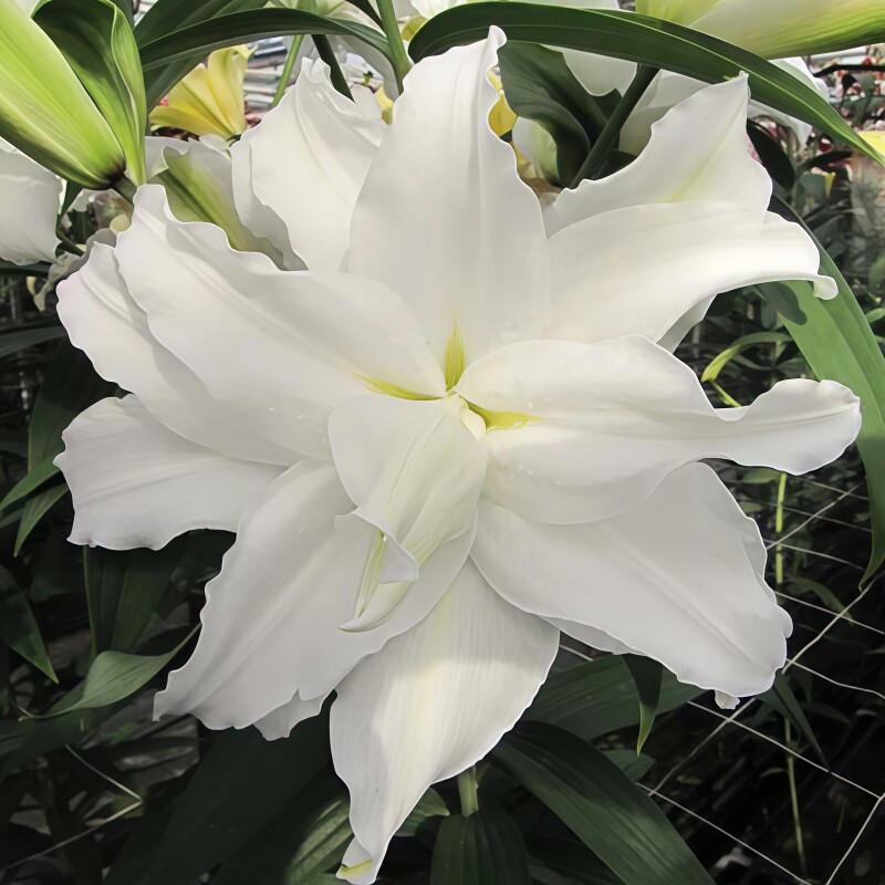 小毛驴【我的婚礼14/16cm】荷兰进口重瓣香水百合种球【4颗带盆土