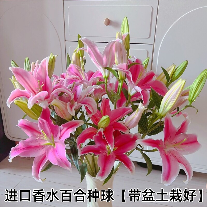 进口香水百合种球四季开花带根芽盆栽室内外种植【带盆土栽种好】