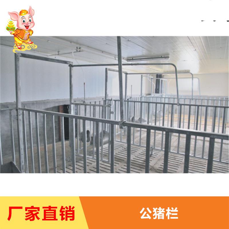 直销公猪栏种公猪舍公猪站公猪舍公猪栏舍