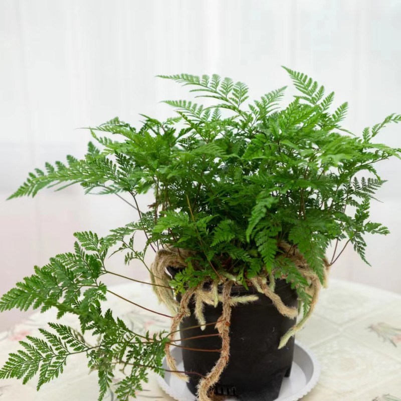 狼尾蕨兔脚蕨龙爪蕨盆栽客厅书A房办公桌植物假山鱼池配景耐寒好