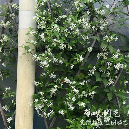 清香藤本植物 爬藤络石 风车茉莉耐晒耐寒 皮实好养 万字银丝茉莉