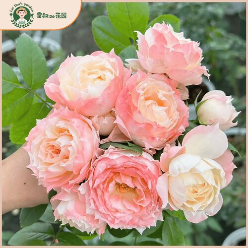 雷叔家甜蜜邂逅灌木月季花苗x带盆栽好四季开花阳台庭院露台玫瑰