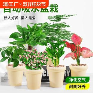 发财树富贵竹栀子花九里香绿萝水培绿植物盆栽室内客厅办公桌好养