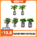 花伴水马拉巴栗鸭脚木栀子花水培绿植盆栽 李佳琦直播间