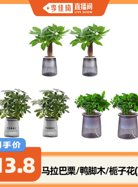 【李佳琦直播间】花伴水马拉巴栗鸭脚木栀子花水培绿植盆栽