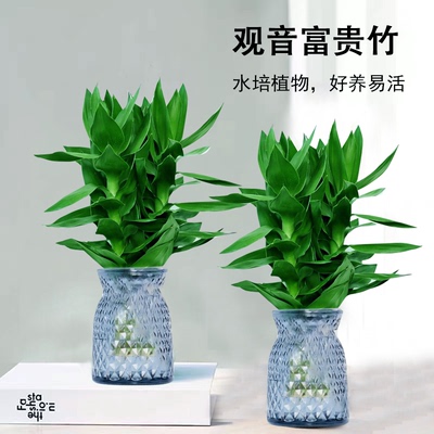 花伴水观音竹室内盆栽转运竹子办公室好养绿植植物花卉水培观音竹
