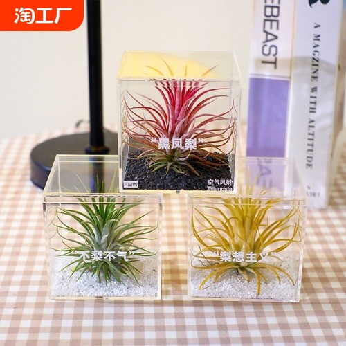 【花伴水】空气凤梨懒人室内无土