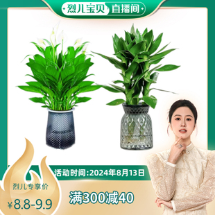 【烈儿宝贝直播间】白掌观音竹盆栽水培一帆风顺室内开花绿植花卉