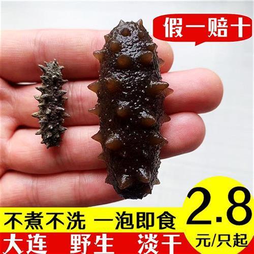 大连淡干散装海参干货孕妇迷你小辽参刺参速发野生即食海叁500g 传统滋补营养品 干品/即食海参 原图主图