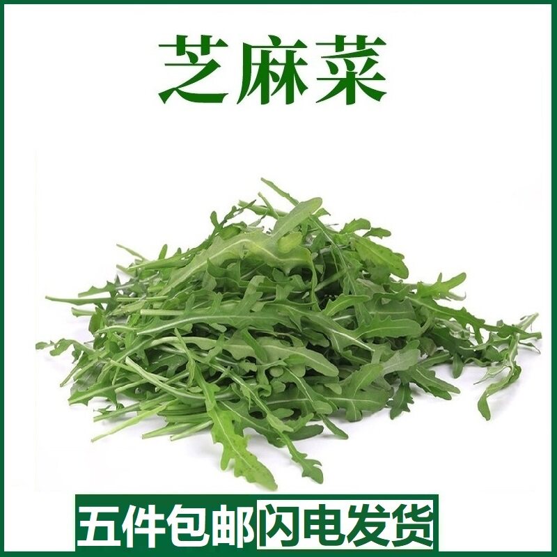 芝麻菜新鲜沙拉食材火箭菜西餐沙拉蔬菜轻食色拉生菜芝麻叶500g
