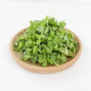 新鲜芹菜苗1盒三叶香可食用芽苗菜酒店西餐摆盘装 饰香芹苗