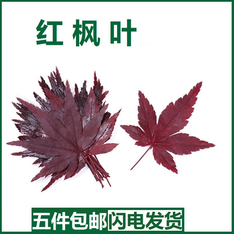 真空红枫叶新鲜西餐日料酒楼摆盘装饰花草蛋糕烘焙点缀叶子30片装图片