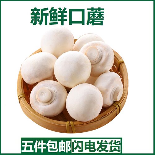 新鲜口蘑现摘双孢菇白蘑菇新鲜口蘑时令食用烧烤网红食用菌500g