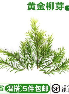新鲜黄金柳条30枝 酒店西餐日料烘焙柳芽花草摆盘装饰点缀 5件包