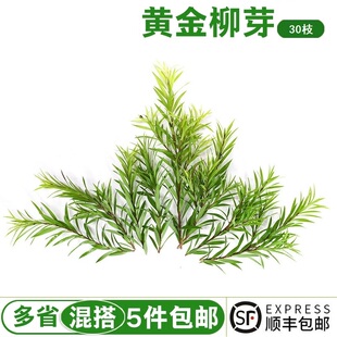 新鲜黄金柳条30枝 酒店西餐日料烘焙柳芽花草摆盘装饰点缀 5件包