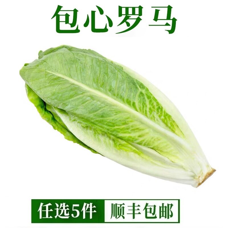新鲜包罗生菜包心罗纹包心罗马蔬菜沙拉生菜500g即食绿色西餐沙拉