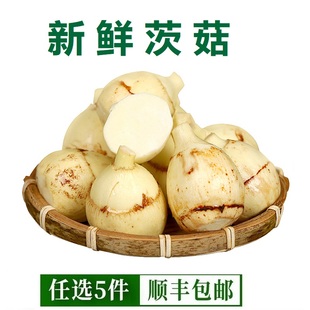 云南新鲜茨菇农家野地大白慈姑茨菰马蹄芽现挖蔬菜种苗鲜慈菇500g