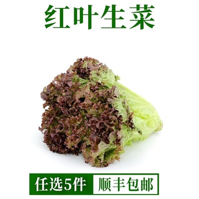 红叶生菜新鲜蔬菜沙拉即食新鲜生菜500g烤肉西餐轻食材罗莎红生菜