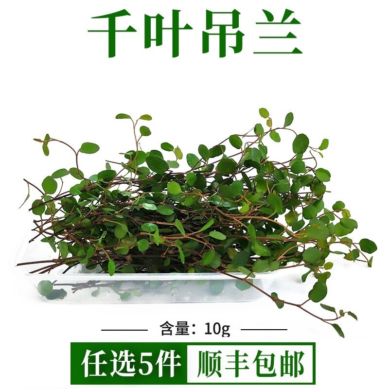 新鲜千叶吊兰长寿藤吊兰叶子烘焙蛋糕装饰日料西餐摆盘可食用花草图片