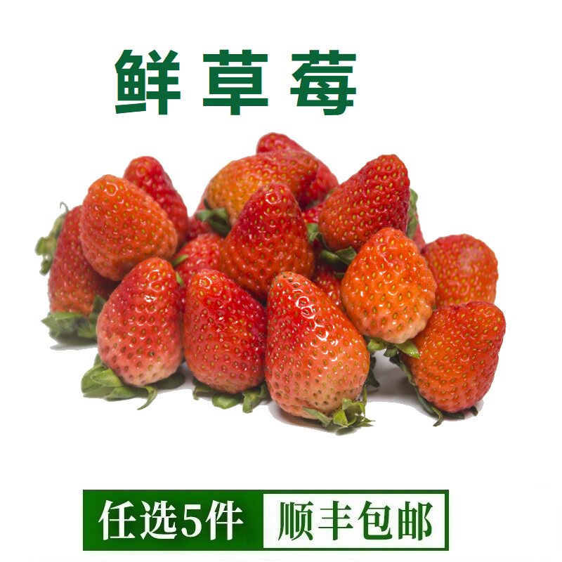 新鲜商用草莓丹东草莓烘焙奶茶蛋糕商用果酱糖葫芦烘焙蛋糕装饰