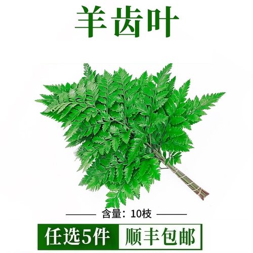 新鲜羊齿叶高山杨子叶10枝烘焙装饰蛋糕点缀花草酒店摆盘装饰芒叶