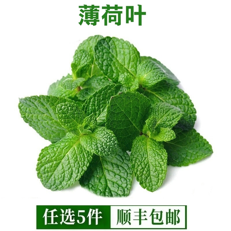 薄荷叶新鲜食用泡水调酒鸡尾酒商用奶茶原料留兰香薄荷叶子包邮