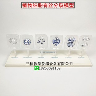 植物细胞有丝分裂模型 动s物细胞减数分裂模型 动植物细胞有丝分