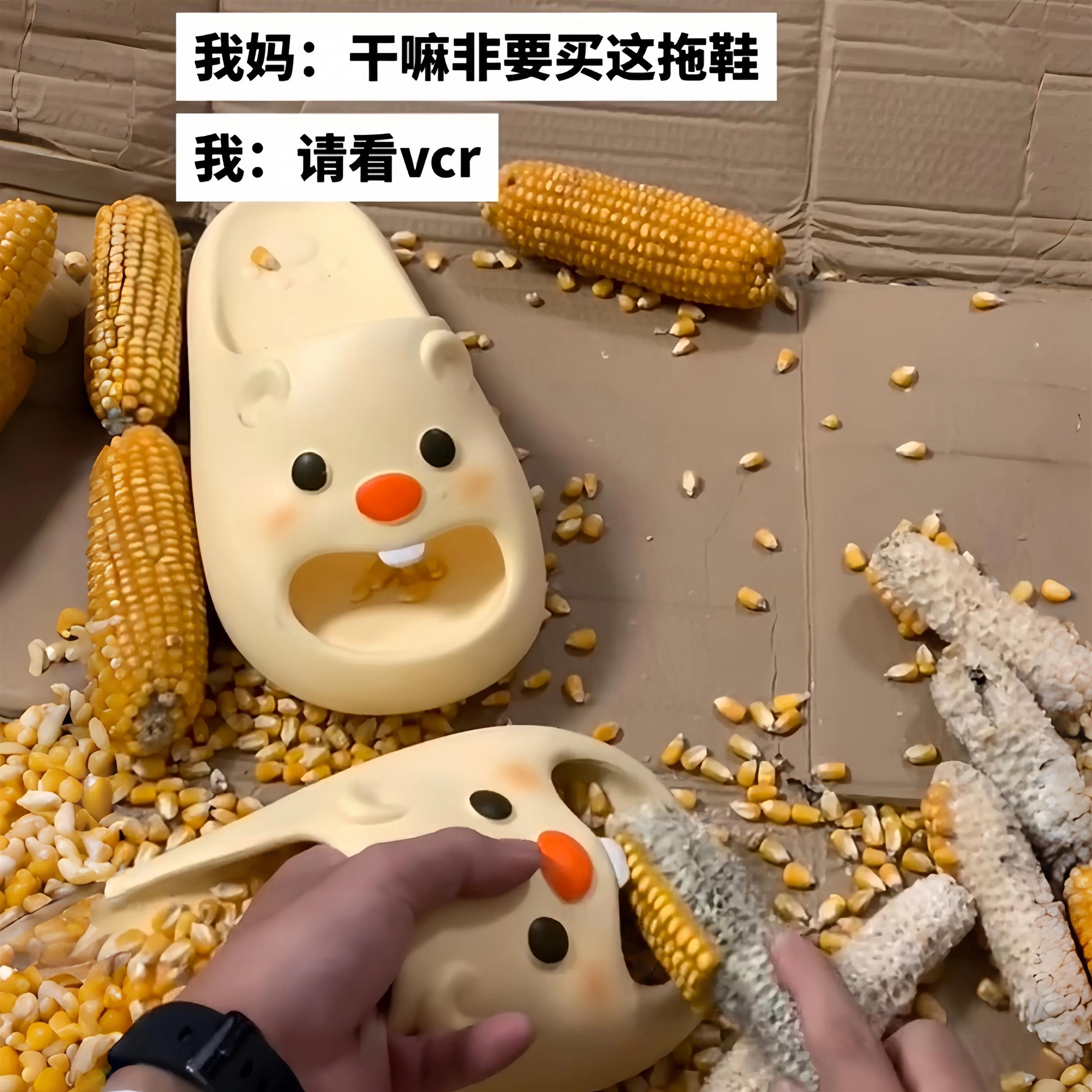 拨苞米神器！小海狸拖鞋踩