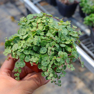 纽扣椒草雨林缸造景垂吊藤蔓多肉植物室内阳台绿植盆栽净化空气