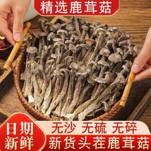 新货鹿茸菇干货鹿茸菌特产级野生脆脆菇干煲汤500g蘑香菇云南菌子