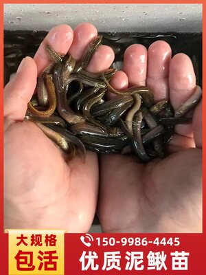 台湾小泥鳅苗鲜活苗乌龟龙鱼虎鱼草鱼黑鱼活体饲料鱼筏钓淡水鱼苗