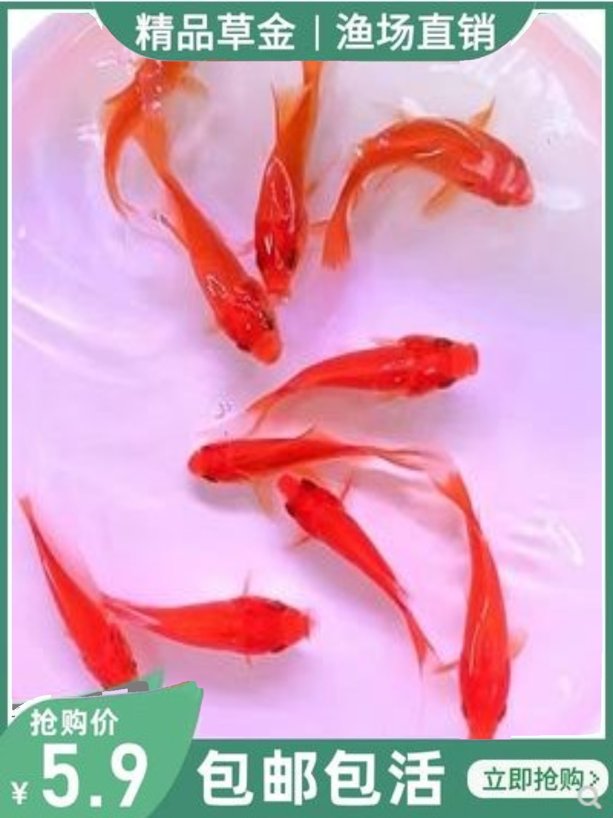 金鱼活体草金鱼小金鱼苗红草金冷水鱼好养耐活观赏鱼红鲫鱼锦鲤鱼