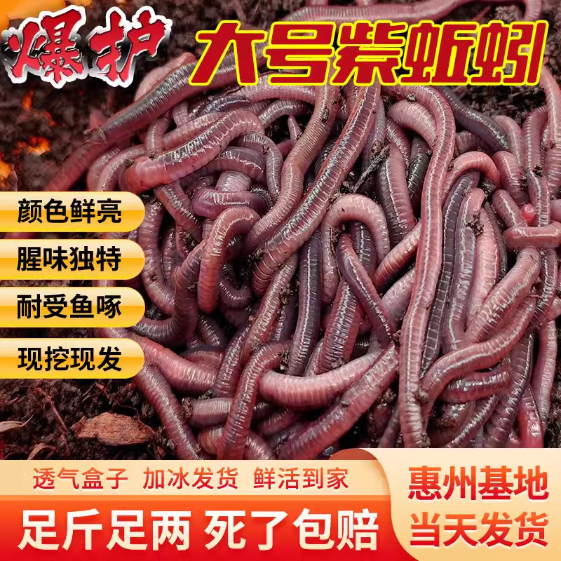蚯蚓活饵活体 鲜活钓鱼饵料 大红虫活蚯蚓野钓广东垂钓龟蛇宠物料,户外/登山/野营/旅行用品,活饵/谷麦饵等饵料,淘宝优惠券,粉丝福利购,淘宝优惠卷