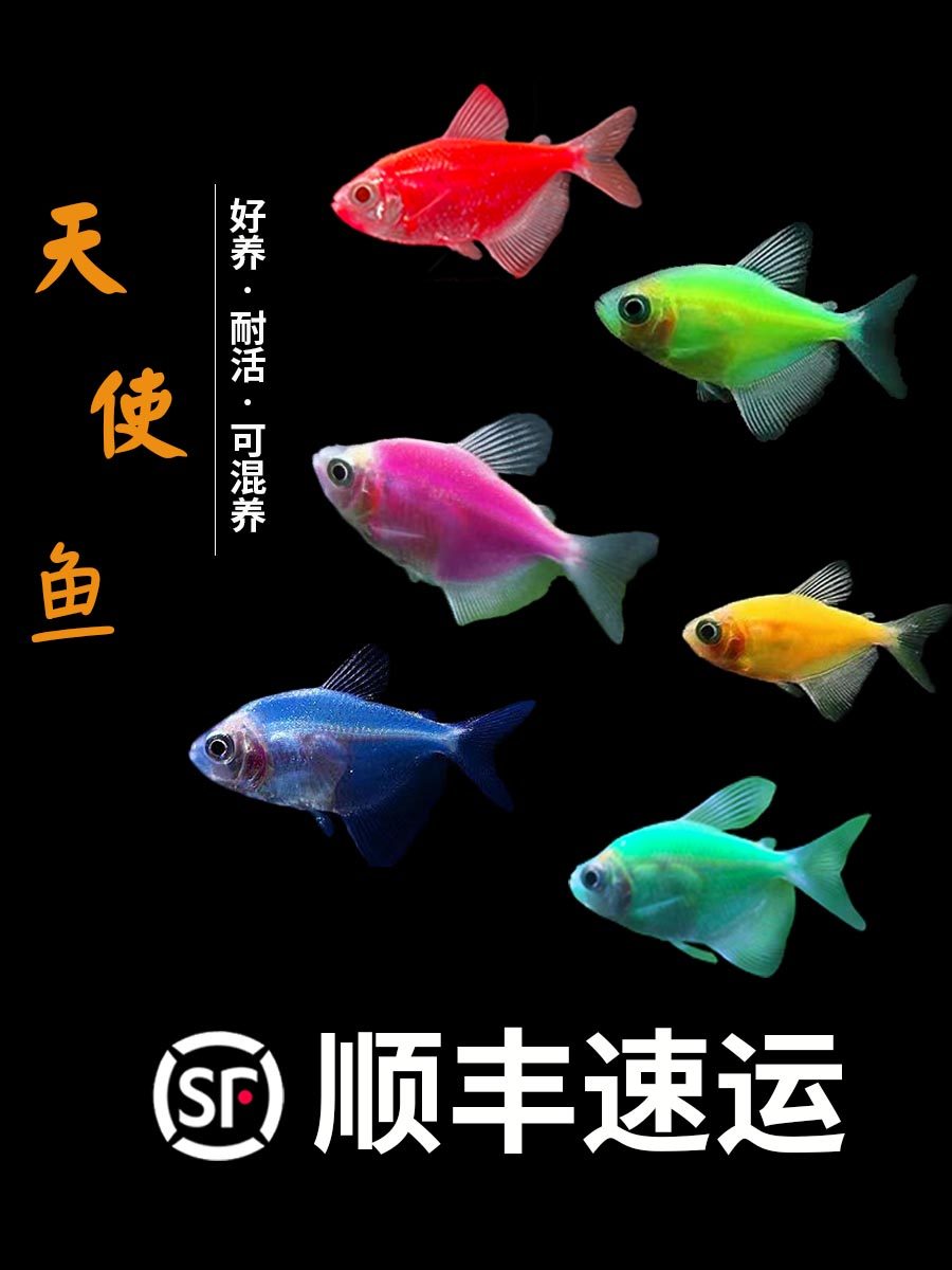 天使鱼观赏鱼金鱼活鱼淡水热带鱼翡翠斑马七彩天使鱼大号好养耐活,宠物/宠物食品及用品,鱼,淘宝优惠券,粉丝福利购,淘宝优惠卷