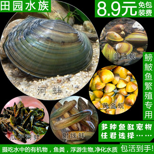 冷水养淡水河蚌活体黄金蚬贝壳贻贝瓜子蚌杜氏蚌除绿水鰟鮍鱼繁殖