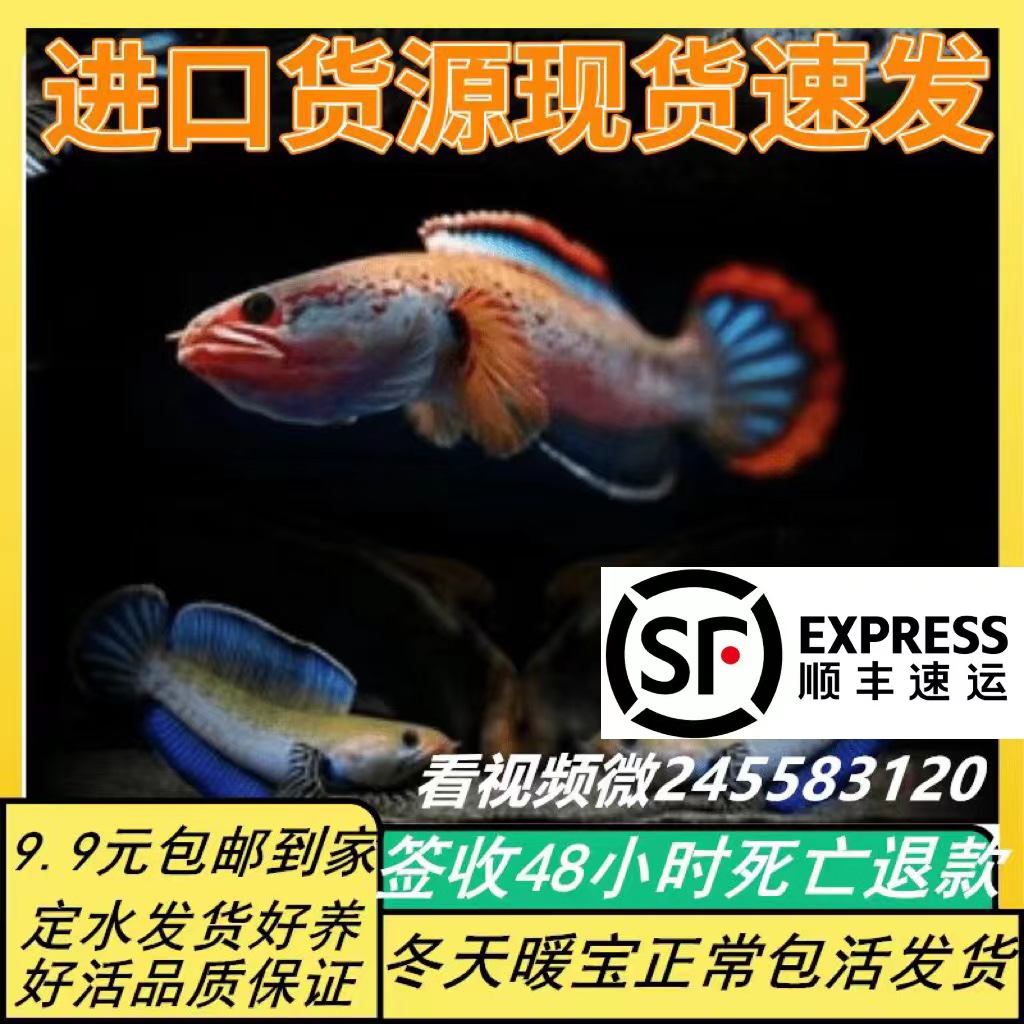 进口阿萨姆蓝帆奶茶雷龙鱼酒红七彩火背血斑一型雷龙鱼观赏鱼