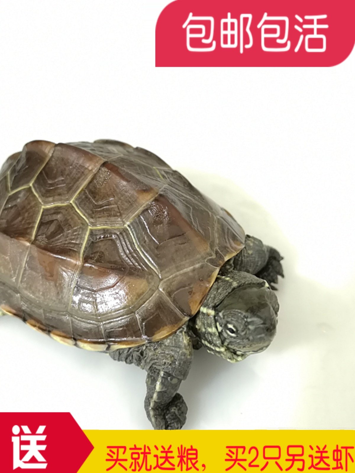 乌龟活体 中华草龟外塘草龟小观赏龟水龟金线龟宠物龟活物龟包邮,宠物/宠物食品及用品,龟/鳖,淘宝优惠券,粉丝福利购,淘宝优惠卷