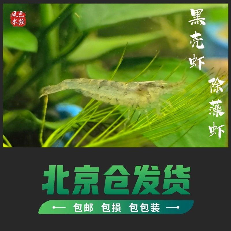 黑壳虾活体 草虾活体 观赏虾 工具虾活体 清洁虾活体 饲料虾活体,宠物/宠物食品及用品,虾,淘宝优惠券,粉丝福利购,淘宝优惠卷