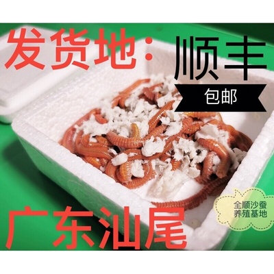 养殖场直销 钓鱼虫 活沙蚕 渔具 海虫 钓饵 海蜈蚣 鱼饵 汕尾发货