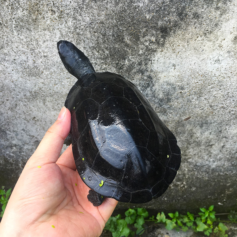 墨龟活体全黑腹乌龟活物中华草龟外塘公草龟风水镇宅黑金特大金线