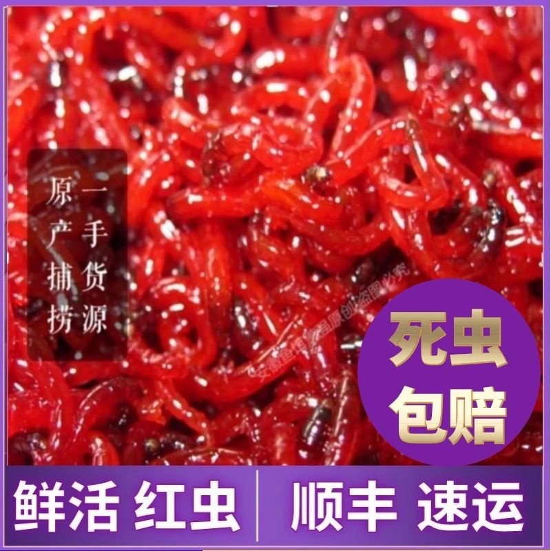 鲜活红虫特大号公虫活体红虫活饵六角恐龙斗鱼料鲫鱼野钓黑坑拉饵,户外/登山/野营/旅行用品,活饵/谷麦饵等饵料,淘宝优惠券,粉丝福利购,淘宝优惠卷