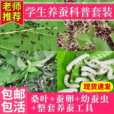 蚕宝宝活物幼蚕活体1龄234龄小蚕学生养蚕套装春蚕七彩蚕蚕卵桑叶