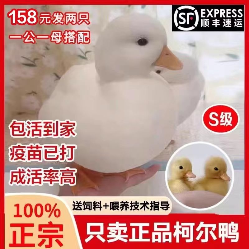 顺丰加急宠物网红鸭活柯尔鸭可达鸭的活苗小幼崽活物宠物小黄鸭活