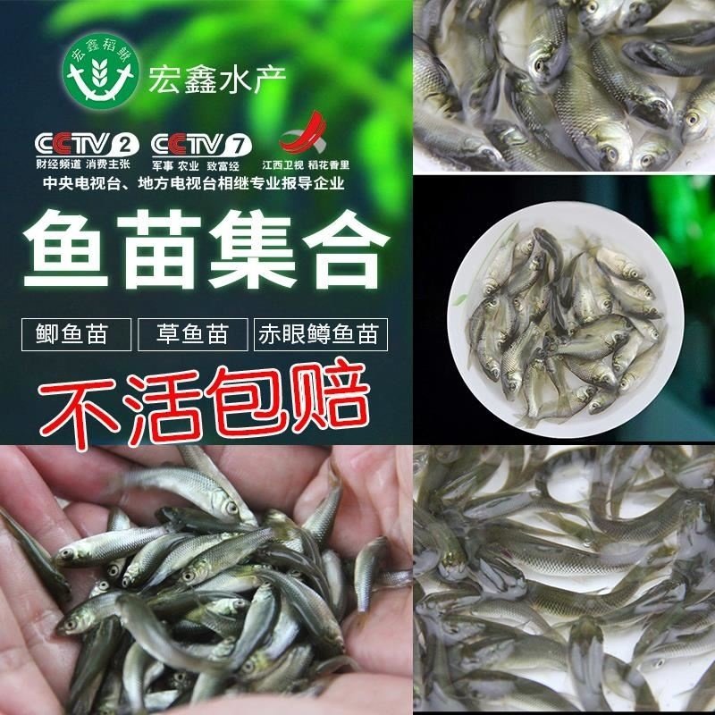 活鱼苗喂乌龟淡水养殖六角恐龙鱼饲料鱼夏季钓鱼饵料甲鱼宠物食用,宠物/宠物食品及用品,鱼,淘宝优惠券,粉丝福利购,淘宝优惠卷