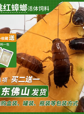 樱桃蟑螂活体饲料樱桃红蟑螂幼体活虫爬宠爬虫鸣虫食物守宫金龙鱼