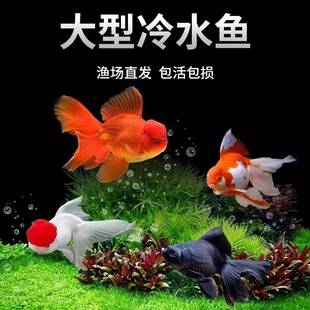 冷水观赏鱼大眼睛鱼大头金鱼包活便宜懒人好养耐活鸿运当头红狮