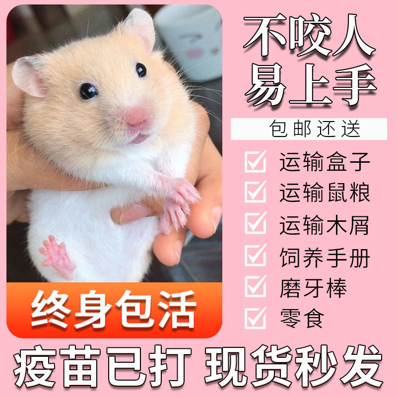 小仓鼠活物已打疫苗活体一对情侣送笼子三线银狐长毛金丝熊小宠物,宠物/宠物食品及用品,笼子,淘宝优惠券,粉丝福利购,淘宝优惠卷