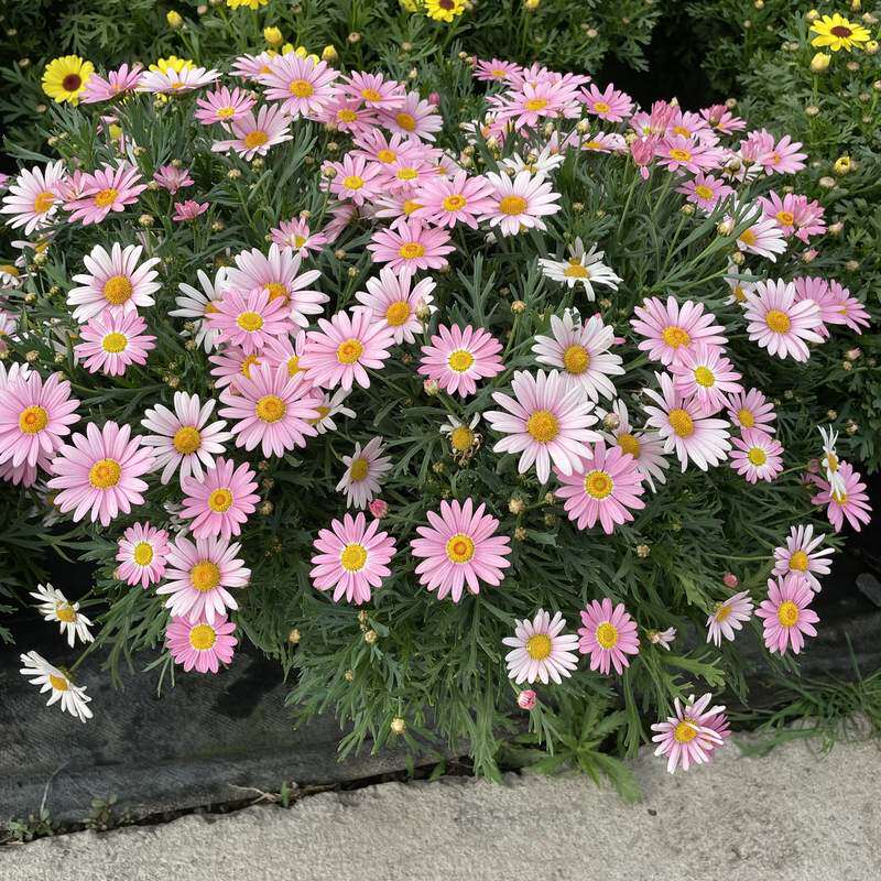 极速新品玛格丽特盆栽糖果吗蓝吗花卉R阳台庭院爆盆植物