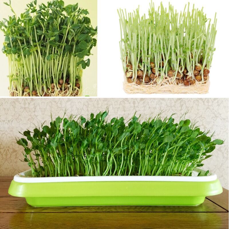 极速四季阳台芽苗菜育苗盘盆豆芽菜水培无土栽Q培纸上种菜豆苗蔬