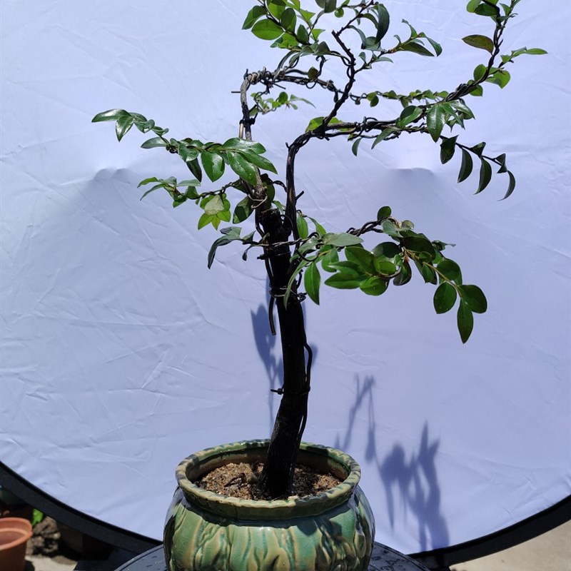 极速促广东小叶紫檀n黑骨茶黑骨香造型盆景办公室居家绿植偏远地